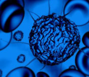 stem cells image