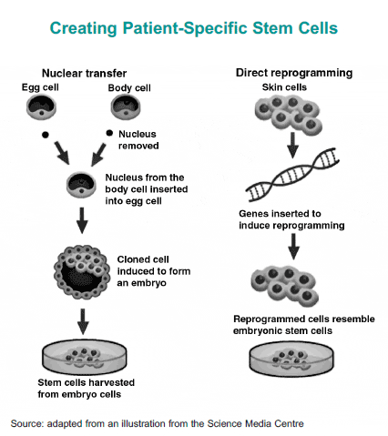 Problems With Adult Stem Cells 9