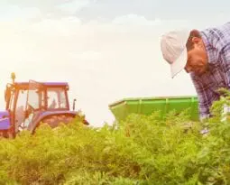 Farmer in field during sunset