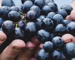 brown hands holding purple grapes