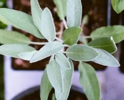 green plants on a purple chair in the sunlight