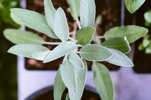 green plants on a purple chair in the sunlight