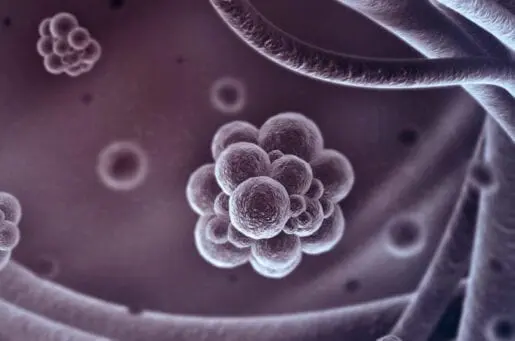 clumps of cells, lavender colored, floating around
