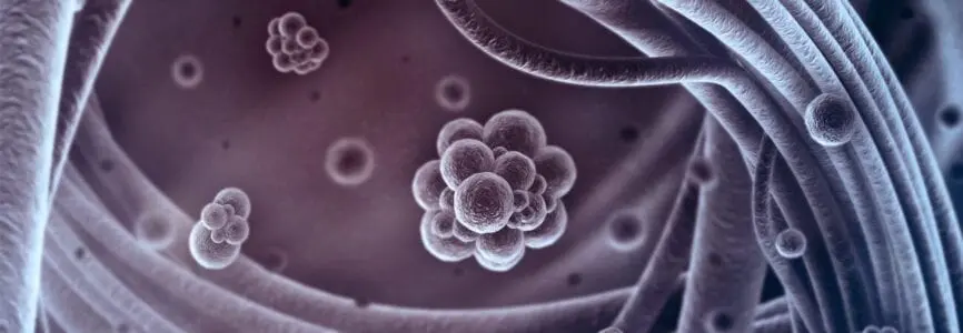 clumps of cells, lavender colored, floating around