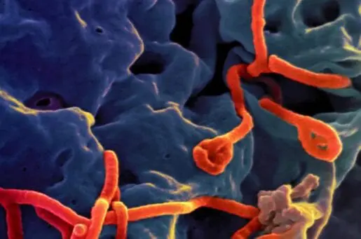 animated image of orange ebola on a blue background