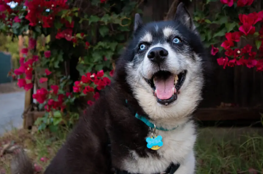 Illustrative image for A Clinical Ethicist Reflects on the Life and Death of a Beloved Pet