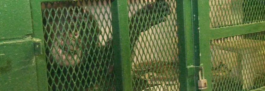 Illustrative image for Chimpanzees Persons or Things 