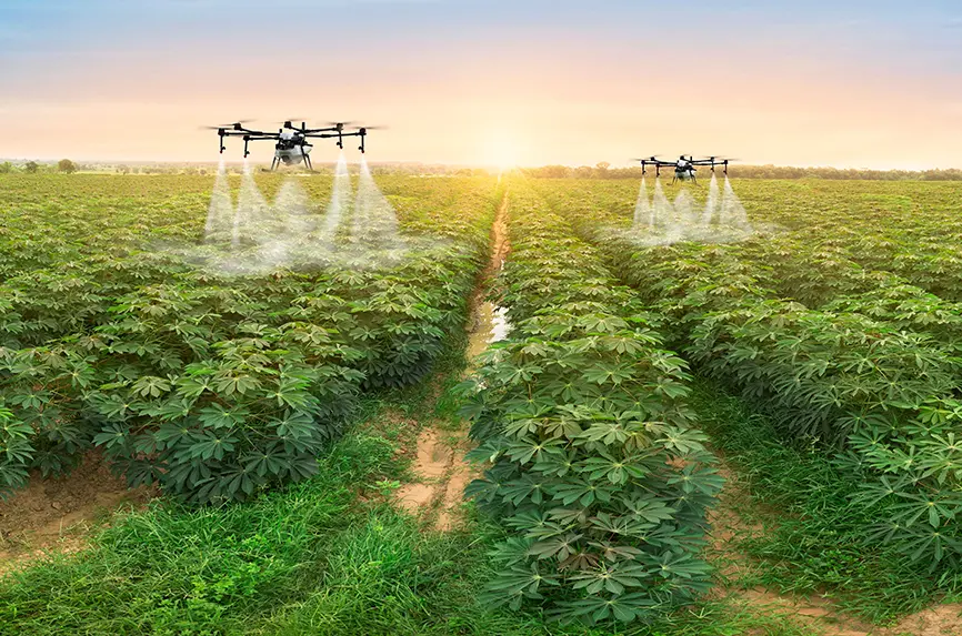 Agriculture drone fly to sprayed fertilizer on row of cassava tree. smart farmer use drone for various fields like research analysis, terrain scanning technology, smart technology concept.