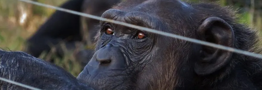 Illustrative image for Might Chimpanzees Have Legal Rights 