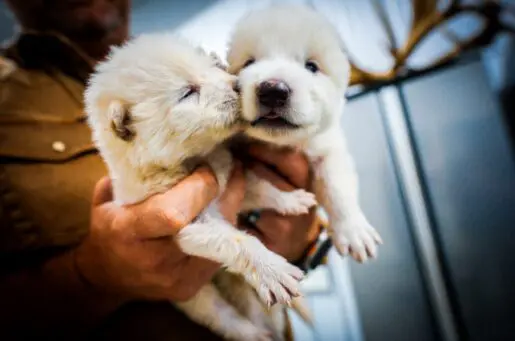 two white puppies