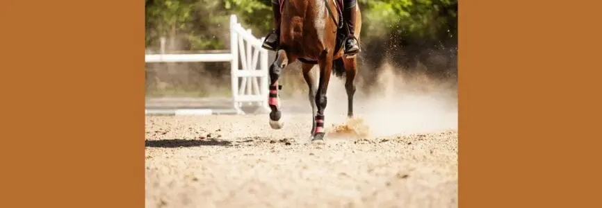 Illustrative image for Is it Ethical to Genetically Edit Sports Animals 
