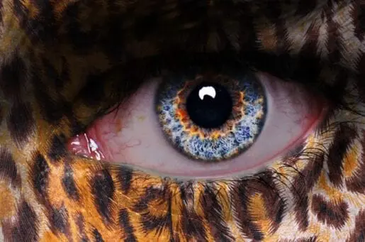 blue eye of a man with animal print on his face