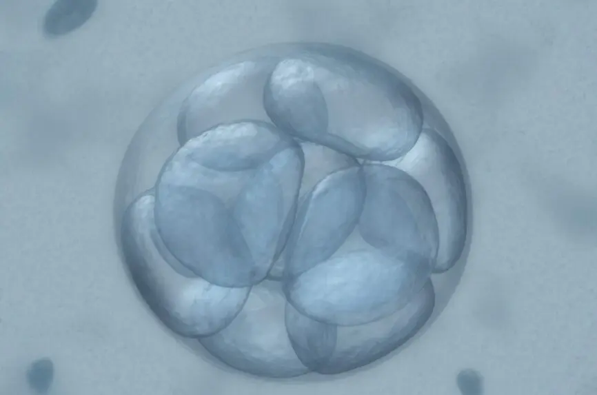 round, gray blob of human embryo