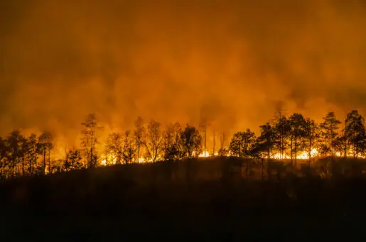 raging forest fire