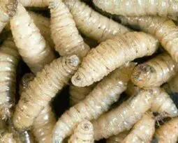 maggots