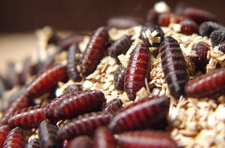Illustrative image for Flesh eating Worms Grab Attention How Should Attention Affect Policy 