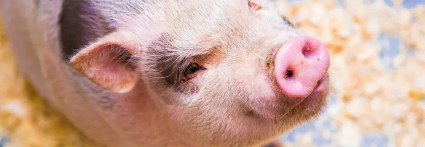 Illustrative image for Ethical and Policy Guidance for Translational Xenotransplantation Clinical Trials