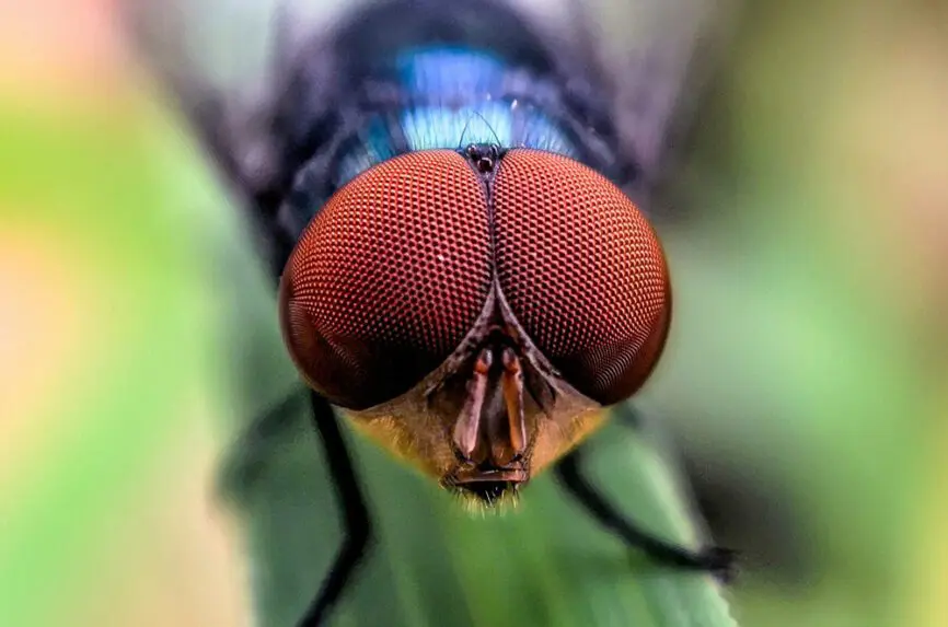 closeup of screw worm
