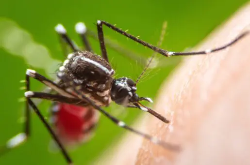 mosquito closeup