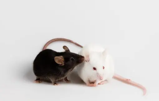 a brown mouse and a white mouse