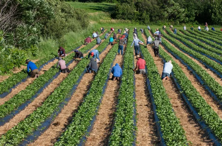 Illustrative image for Lost in Translation When Migrant Farm Workers Get Sick