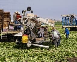 migrant workers