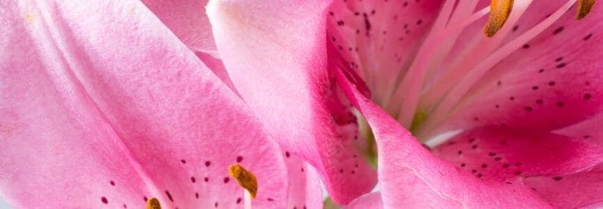 A bouquet of light pink  lilies on white background.