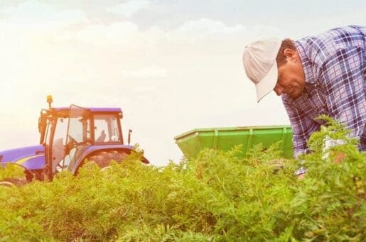 Farmer in field during sunset