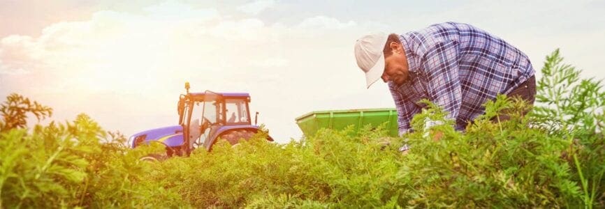 Farmer in field during sunset