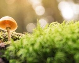 mushroom in nature