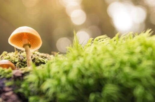 mushroom in nature