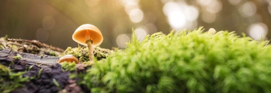 mushroom in nature