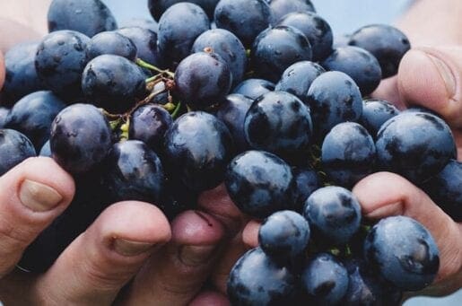 brown hands holding purple grapes