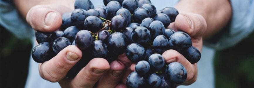 brown hands holding purple grapes