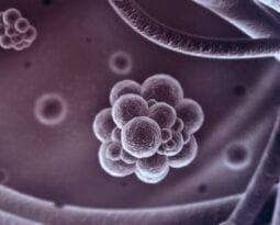 genetic information