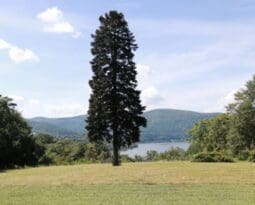 tall portrait of an evergreen tree