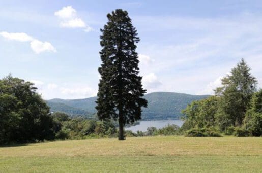 tall portrait of an evergreen tree