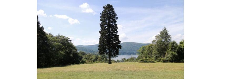 tall portrait of an evergreen tree