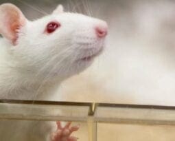 white rat with red eyes in a cage