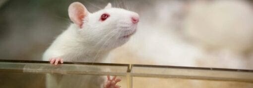 white rat with red eyes in a cage