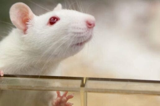 white rat with red eyes in a cage