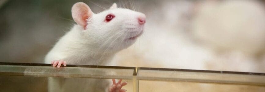 white rat with red eyes in a cage