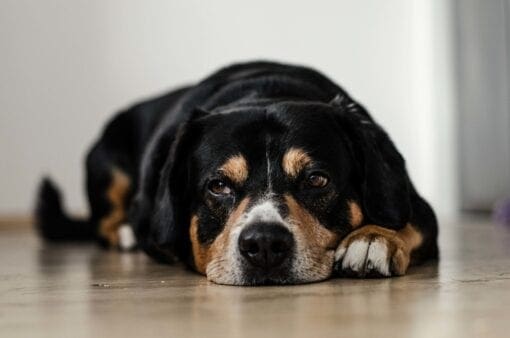 white, tan and brown colored dog is laying on the wooden floor