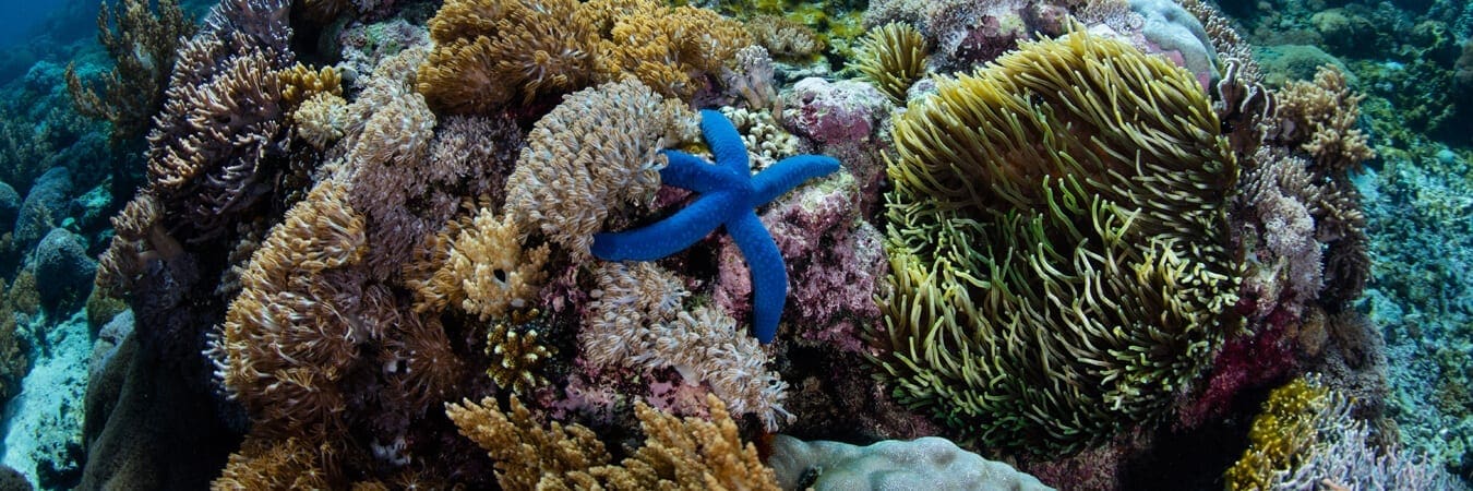 Fix the Planet, or Change the Creatures In It? - The Hastings Center ...