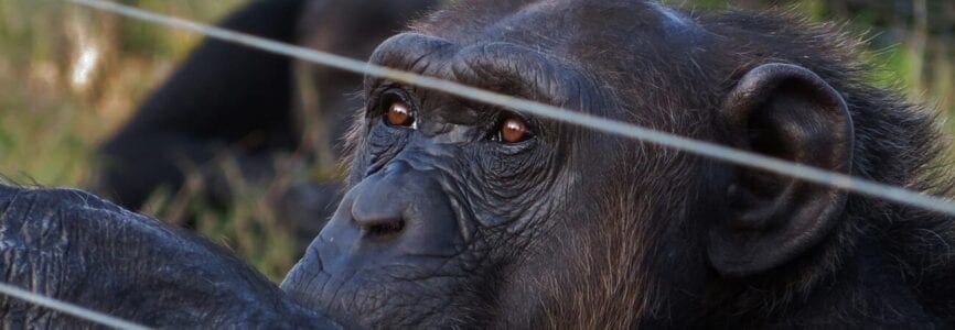 Illustrative image for Might Chimpanzees Have Legal Rights 