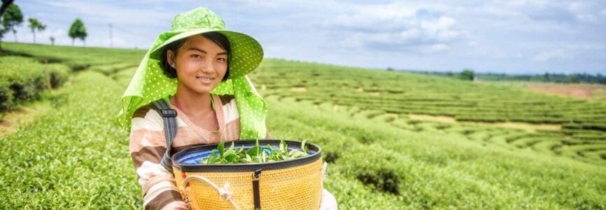 asian woman in a field holding a basket of greens