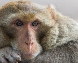 monkey leaning head on rock