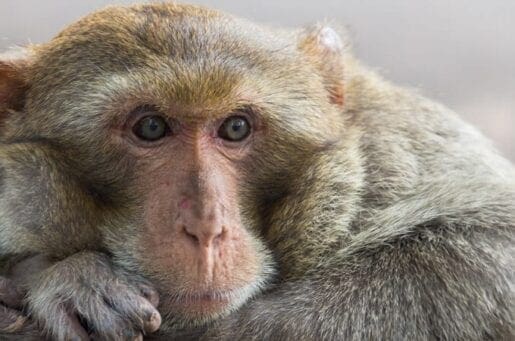 monkey leaning head on rock