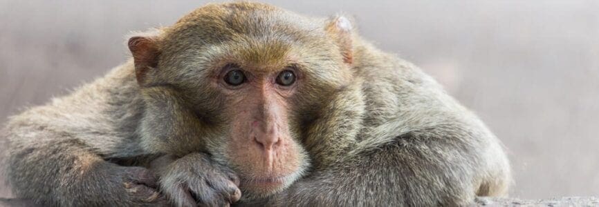 monkey leaning head on rock