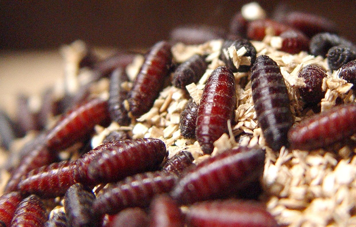 Flesh-eating Worms Grab Attention. How Should Attention Affect Policy? : The Hastings Center for Bioethics